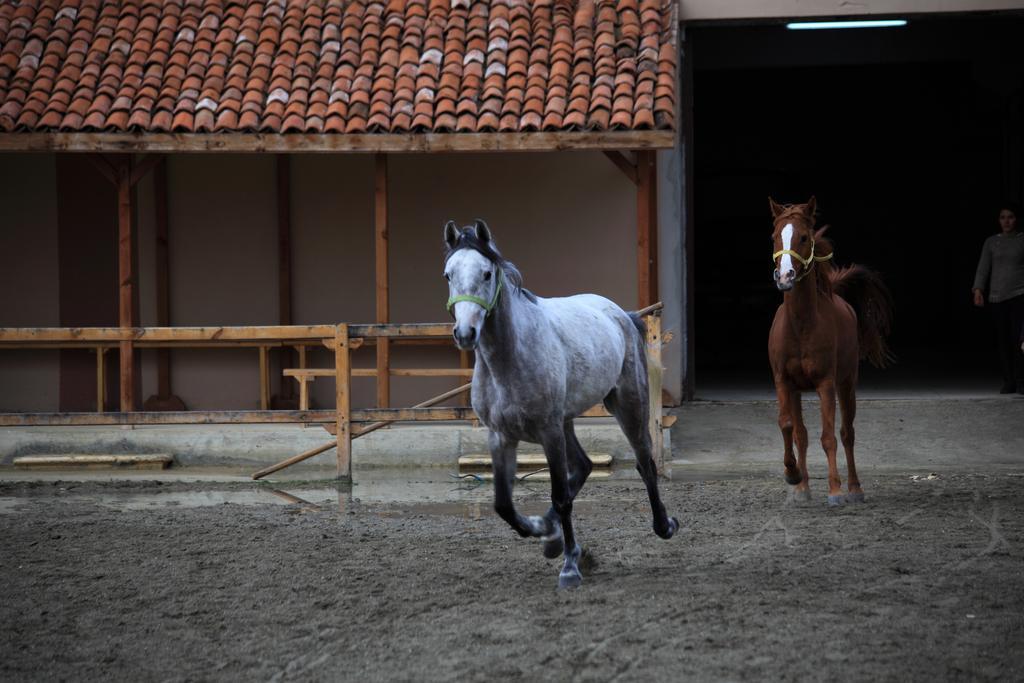 Iksir Resort Town Daday Zewnętrze zdjęcie